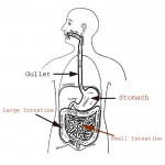 Digestive System - Simple Explanation