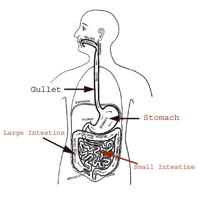 Digestive System – Simple Explanation