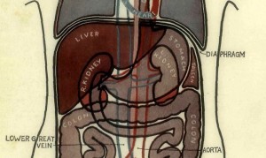 Stomach Position