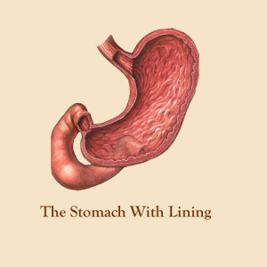 Stomach Lining