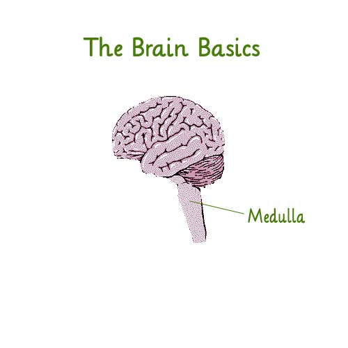 The Brain Basics