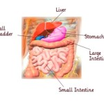 Role of The Gallbladder