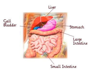 Role of The Gallbladder