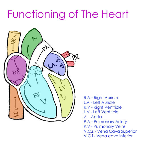 Functioning of the Heart