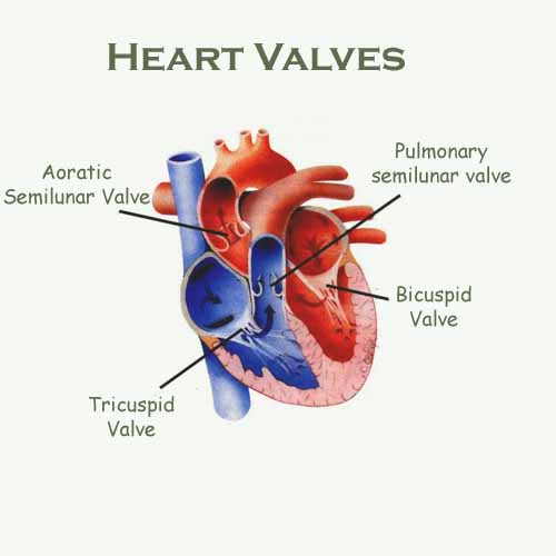 Heart Valve Problem Causes – Care of Heart Valves