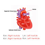The Main Parts of Heart