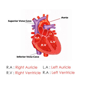 Main Parts of The Heart