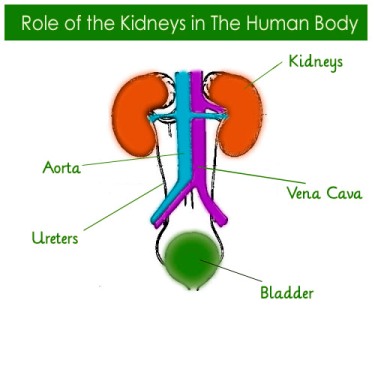 Role of Kidneys in Human Body