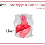 Main Functions of The Liver