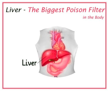 Main Functions of The Liver