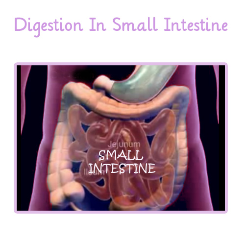 Digestion in The Small Intestine