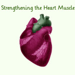 Strengthening the Heart Muscle