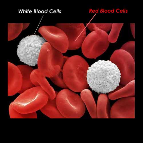 Function of White Blood Cells – What are WBC