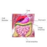 Role of Large Intestine in Digestion