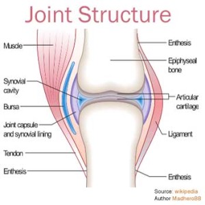Basic Joint Structure