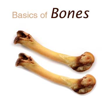 Basics of Human Body Bones